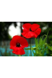 10 Adet Tohum Kırmızı Gelincik Çiçeği Tohumu Sürpriz Saksı Toprak Hediye Bonsai Ağacı Tohumuludur - 3