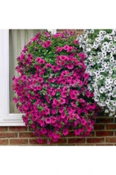 10 Adet Tohum Karışık Petunya Çiçeği Tohumu Saksı Toprak Sürpriz Hediye Bonzai Ağacı Tohumludur thumbnail 3