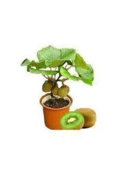 5 Adet Tohum Bodur Kivi Bonsai Ağacı Tohumu Saksı Toprak Süpriz Hediye Bonsai Ağacı Tohumludur thumbnail 1