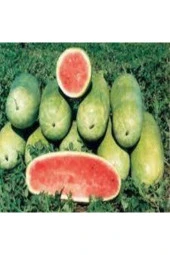 35 Adet Tohum Nadir Çarliston Charliston Gray Dev Karpuz Tohumu Çarliston Gray Sürpriz Hediye Tohum - 1
