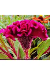 Tohum Horoz Ibiği Çiçeği Tohumu Horozibiği Çiçek Tohum Saksı Toprak Sürpriz Hediye Tohumlu 10 Adet thumbnail 1