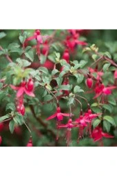 10 Adet Tohum Nadir Kırmızı Küpeli Çiçeği Tohumu Yer Küpeli Çiçek Saksı Toprak Sürpriz Hediyli - 2