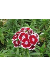 10 Adet Tohum Nadir Çin Karanfili Çiçeği Tohumu Çin Karanfil Çiçek Saksı Toprak Sürpriz Hediyeli thumbnail 1