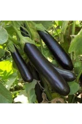 10 Adet Tohum Kemer Palıcan Tphumu Orjinal Yerli Tohum Kemer Patlıcanı Tohumu Sürpriz Hediye Tohumlu - 2