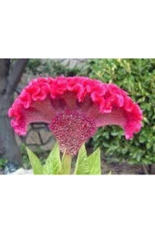 10 Adet Tohum Horoz Ibiği Çiçeği Tohumu Horozibiği Çiçek Tohum Saksı Toprak Sürpriz Hediye Tohum - 1