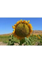 15 Adet Tohum Ay Çekirdeği Çiğdem Güne Bakan Tohumu Saksı Toprak Sürpriz Hediye Tohumla Gönderilir thumbnail 1