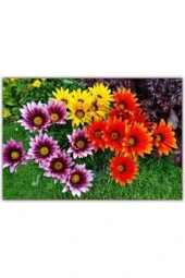 10 Adet Tohum Nadir Bulunan Koyun Gözü Çiçeği Koyun Gözlü Çiçek Tohumu Sürpriz Hediye Yeni Sezon - 1