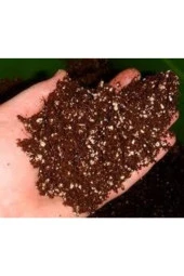 3 l Zengin Karışım Bonsai Ağacı Tohumu thumbnail 1