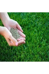 500 gr İthal 3'lü Çim Tohumu thumbnail 2