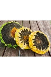 15 Adet Tohum Ay Çekirdeği Çiğdem Güne Bakan Tohumu Saksı Toprak Sürpriz Hediye Tohumla Gönderilir thumbnail 3