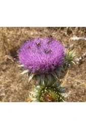 20 Adet Tohum Nadir Bulunan Deve Dikeni Çiçeği Tohumu Kenger Genger Çiçeği Olrak Bilinir Sürpriz Hed thumbnail 1