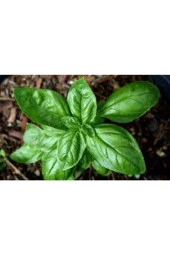 25 Adet Tohum Yeşil Yapraklı Mis Kokulu Fesleğen Çiçeği Tohumu Fesleğen Çiçeği Saksı Topraklı Hediye thumbnail 3