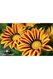 10 Adet Tohum Nadir Bulunan Koyun Gözü Çiçeği Koyun Gözlü Çiçek Tohumu Sürpriz Hediye Yeni Sezon - 3