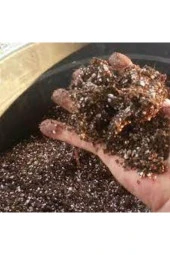 3 l Zengin Karışım Bonsai Ağacı Tohumu thumbnail 3