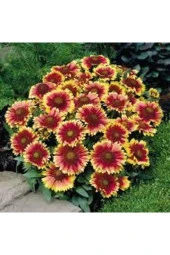 Tohum 15 Adet thumbnail 1