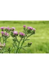 20 Adet Tohum Nadir Bulunan Deve Dikeni Çiçeği Tohumu Kenger Genger Çiçeği Olrak Bilinir Sürpriz Hed thumbnail 2