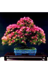 5 Adet Tohum Gülübirişim Bonsai Ağaç Tohumu Muhteşem Çiçeği Ve Kokusu Ile Özel Ağaç Sürpriz Hediye thumbnail 2