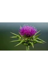 20 Adet Tohum Nadir Bulunan Deve Dikeni Çiçeği Tohumu Kenger Genger Çiçeği Olrak Bilinir Sürpriz Hed thumbnail 3