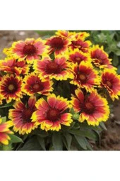 Tohum 15 Adet thumbnail 2