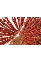 50 Adet Kurutulmuş Acı Antep Dolmalık Biber Yeni Mahsül Doğal Köy Biberi Orta Boy Kuru Dolmalık Bibe thumbnail 3