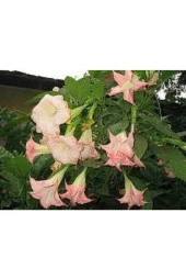 5 Adet AMelek Çiçeği Tohum thumbnail 3