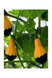 10 Adet Nadir Siyah Sarı Kabak Yeni Tohum Tropikal Süs Kabağı Tohumu Saksı Toprak Hediyemiz thumbnail 2