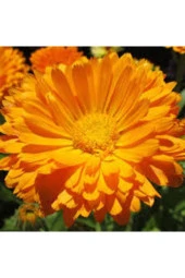 10 Adet Tohum Portakal Nergizi Çiçeği Tohumu Aynı Nergis Çiçeği Saksı Toprak Sürpriz Hediye Tohum - 3