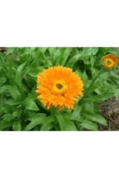 10 Adet Tohum Portakal Nergizi Çiçeği Tohumu Aynı Nergis Çiçeği Saksı Toprak Sürpriz Hediye Tohum - 4