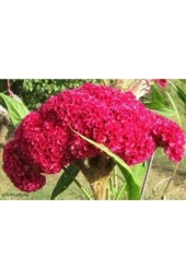 10 Adet Tohum Horoz Ibiği Çiçeği Tohumu Horozibiği Çiçek Tohum Saksı Toprak Sürpriz Hediye Tohum - 3