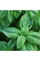 25 Adet Tohum Yeşil Yapraklı Mis Kokulu Fesleğen Çiçeği Tohumu Fesleğen Çiçeği Saksı Topraklı Hediye thumbnail 4