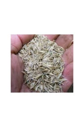 500 gr İthal 3'lü Çim Tohumu thumbnail 4