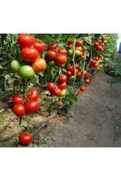 Domates Yerli Tohum  5 Adet thumbnail 2