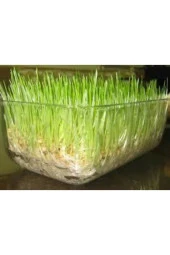 Dev Isviçre Menekşesi 10 Adet Tohum - 1