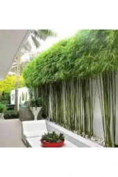 Nadir Saksılık Bambu Ağaç Tohumu5 Adet thumbnail 1