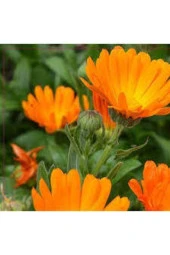 10 Adet Tohum Portakal Nergisi Çiçeği - 1