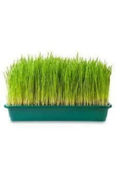 Dev Isviçre Menekşesi 10 Adet Tohum - 2