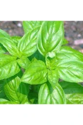 25 Adet Tohum Yeşil Yapraklı Fesleğen Çiçeği thumbnail 1