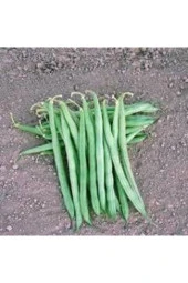 10 Adet Tohum Sarı Kantaron - 3