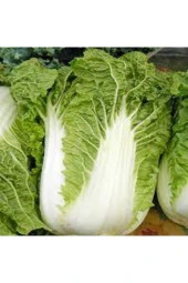 25 Adet Tohum Nadir Çin Yaprak Lahana thumbnail 1