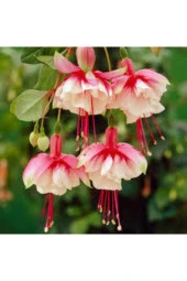 5 Adet Nadir Pembe Küpeli Çiçek Tohum thumbnail 1