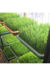 Dev Isviçre Menekşesi 10 Adet Tohum - 3