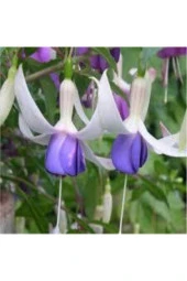 15 Adet Tohum Nadir Mor Küpeli Çiçeği thumbnail 1