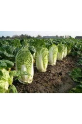 25 Adet Tohum Nadir Çin Yaprak Lahana thumbnail 2