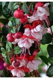 5 Adet Nadir Pembe Küpeli Çiçek Tohum thumbnail 2