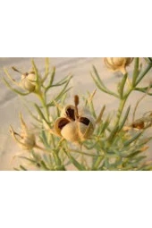 20 Adet Tohum Üzerlik Tütsü Egzotik Kokulu Nazar Otu thumbnail 1