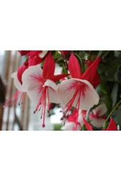 5 Adet Nadir Pembe Küpeli Çiçek Tohum thumbnail 3