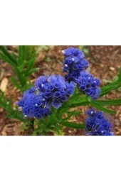 5 Adet Tohum Çok Nadir Çiçek Deniz Lavantası - 3