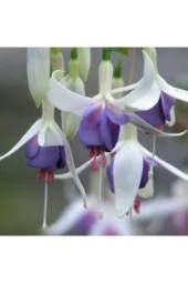 15 Adet Tohum Nadir Mor Küpeli Çiçeği thumbnail 3