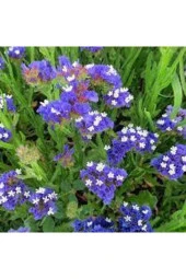 5 Adet Tohum Çok Nadir Çiçek Deniz Lavantası - 4