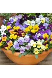 10 Adet Tohum Hercai Menekşe Güzel Çiçek thumbnail 3